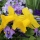 Flower Stories: Daffodils and Pansies